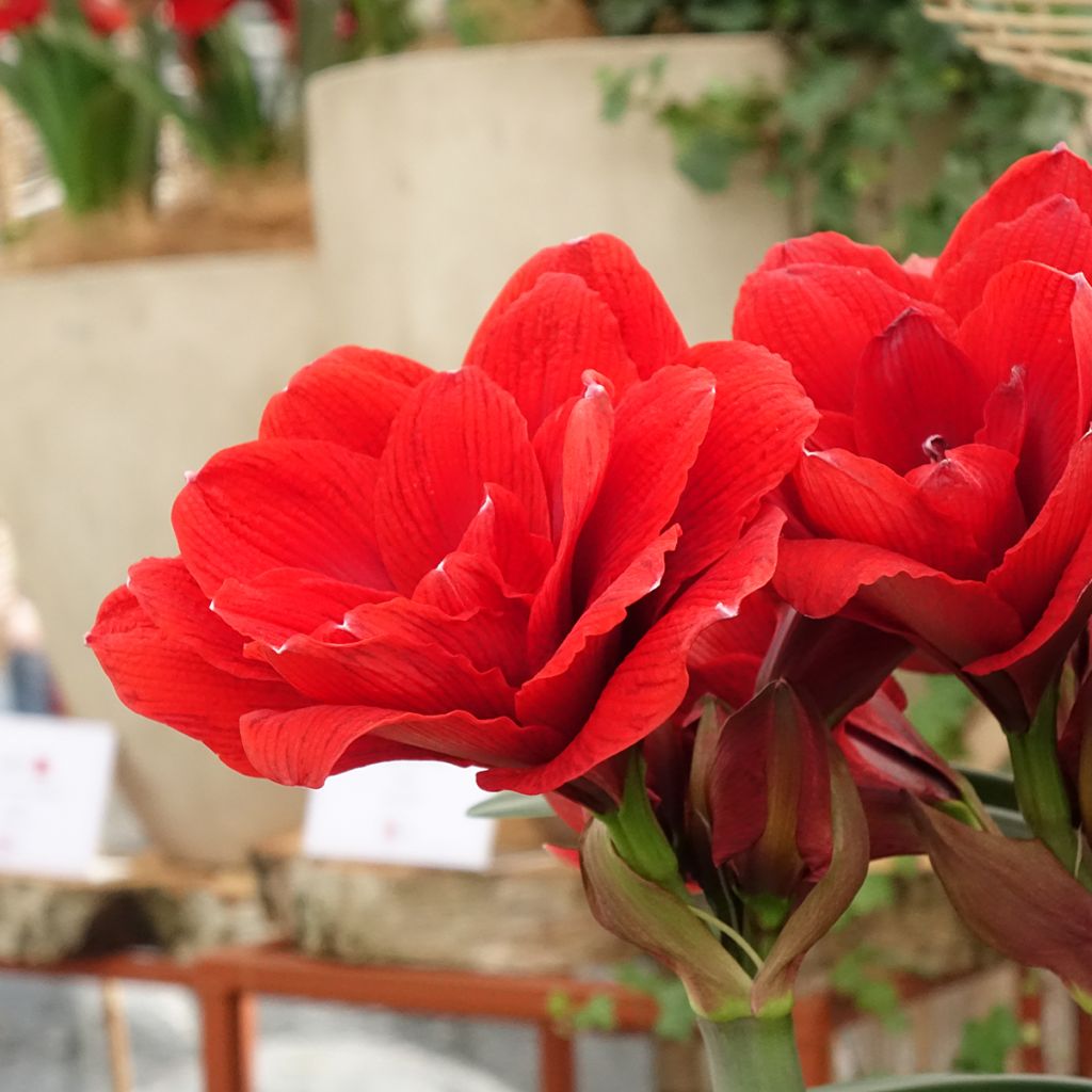 Amaryllis Double Dragon - Hippeastrum