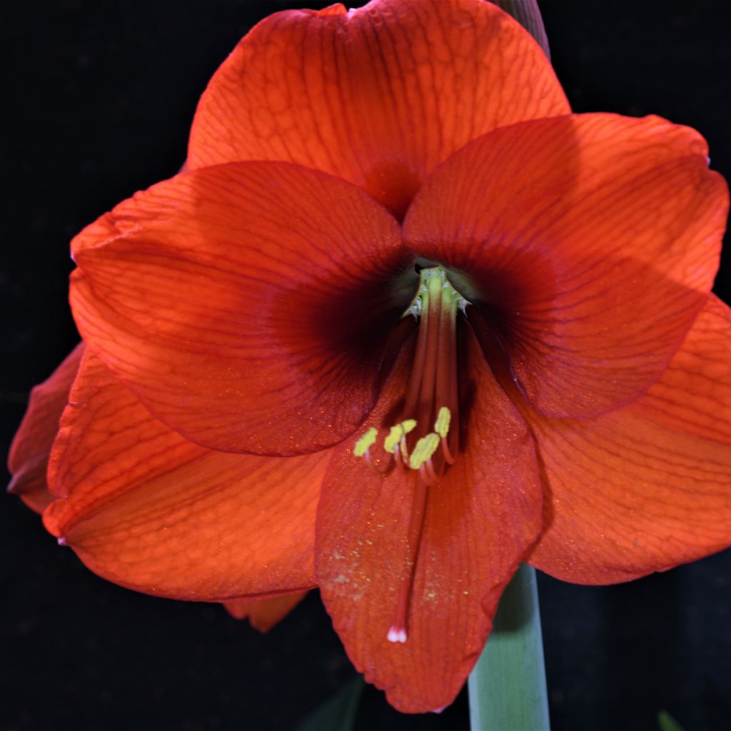 Amaryllis Orange Souvereign - Hippeastrum