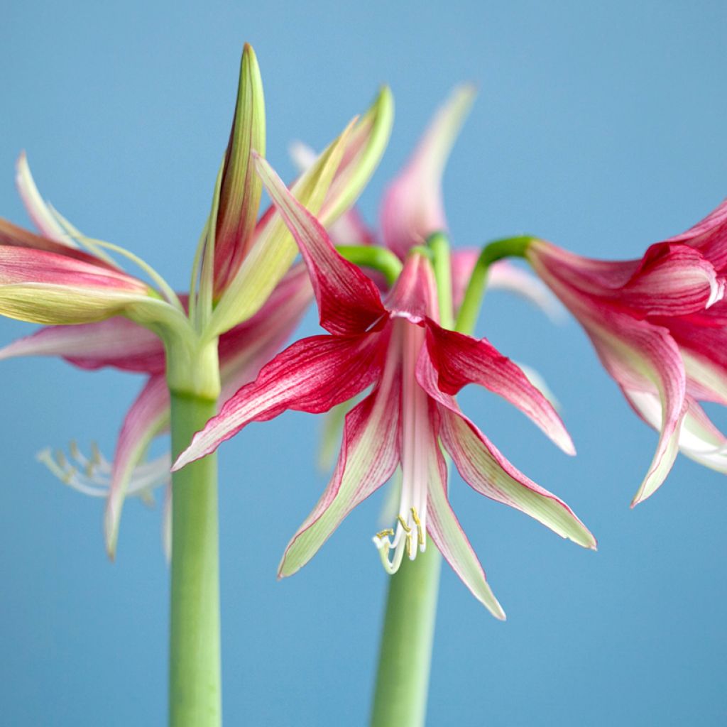 Amaryllis Quito - Hippeastrum Cybister