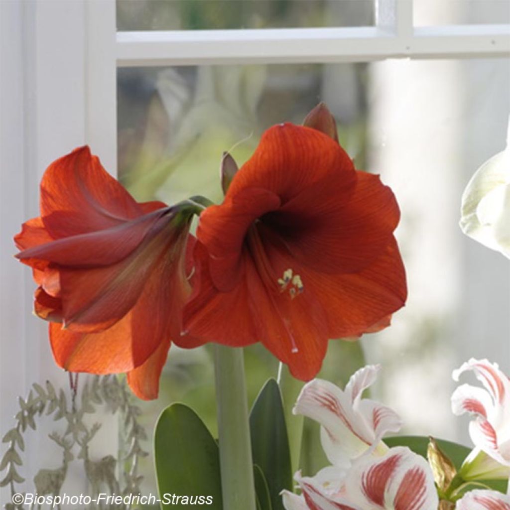 Amaryllis Rood Lion - Hippeastrum