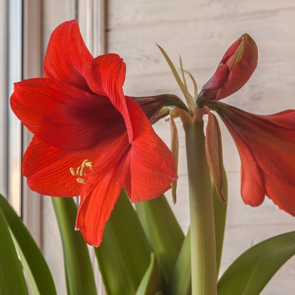 Amaryllis Rood Lion - Hippeastrum