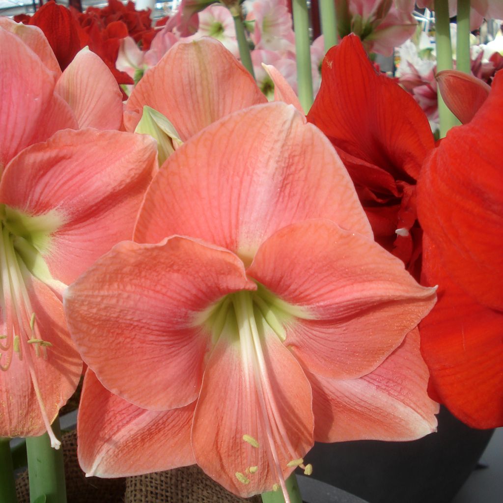 Amaryllis Rosalie - Hippeastrum