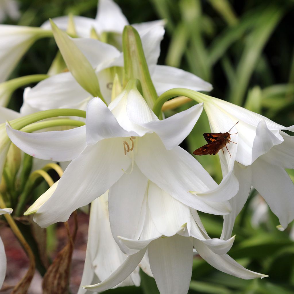 Amaryllis belladonna Alba - Belladonnalelie