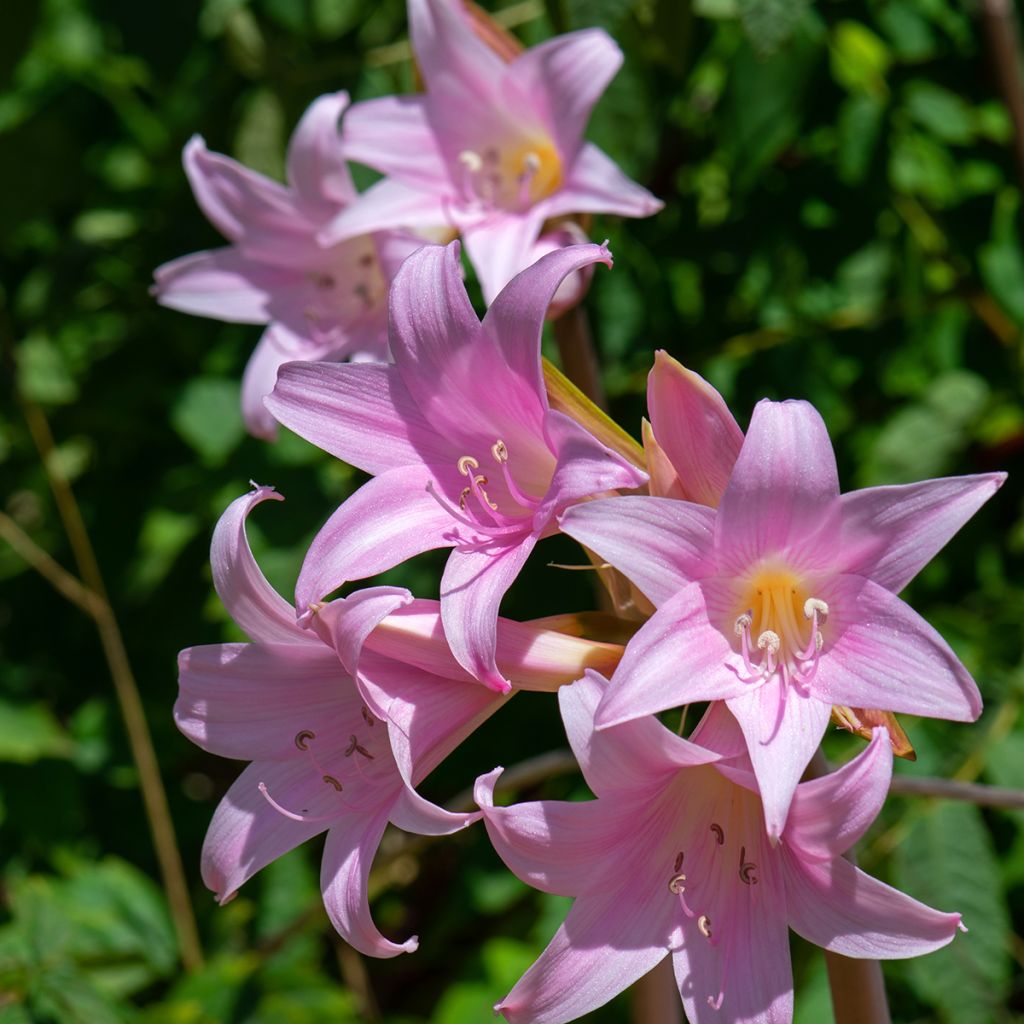 Amaryllis belladonna - Belladonnalelie