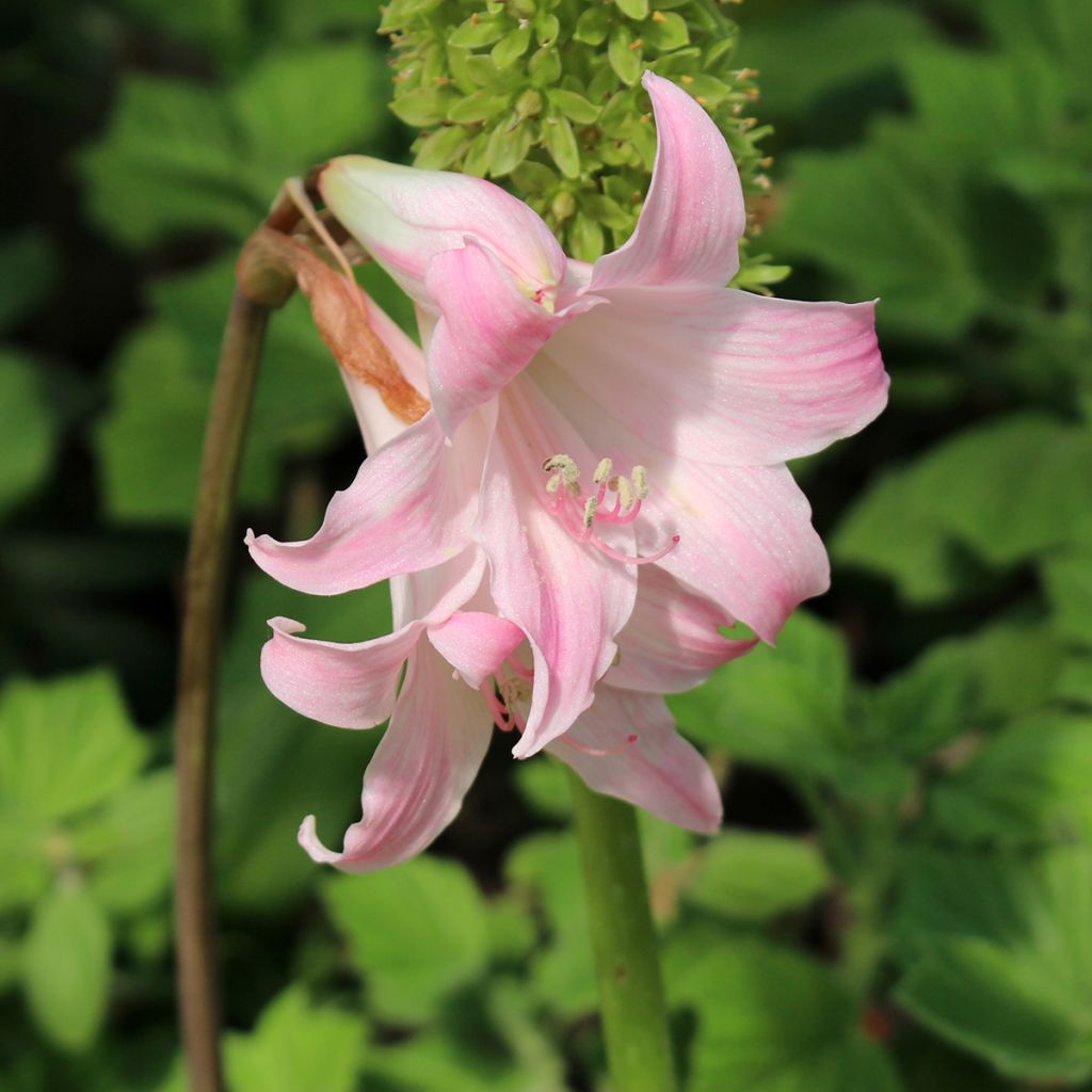 Amaryllis belladonna - Belladonnalelie