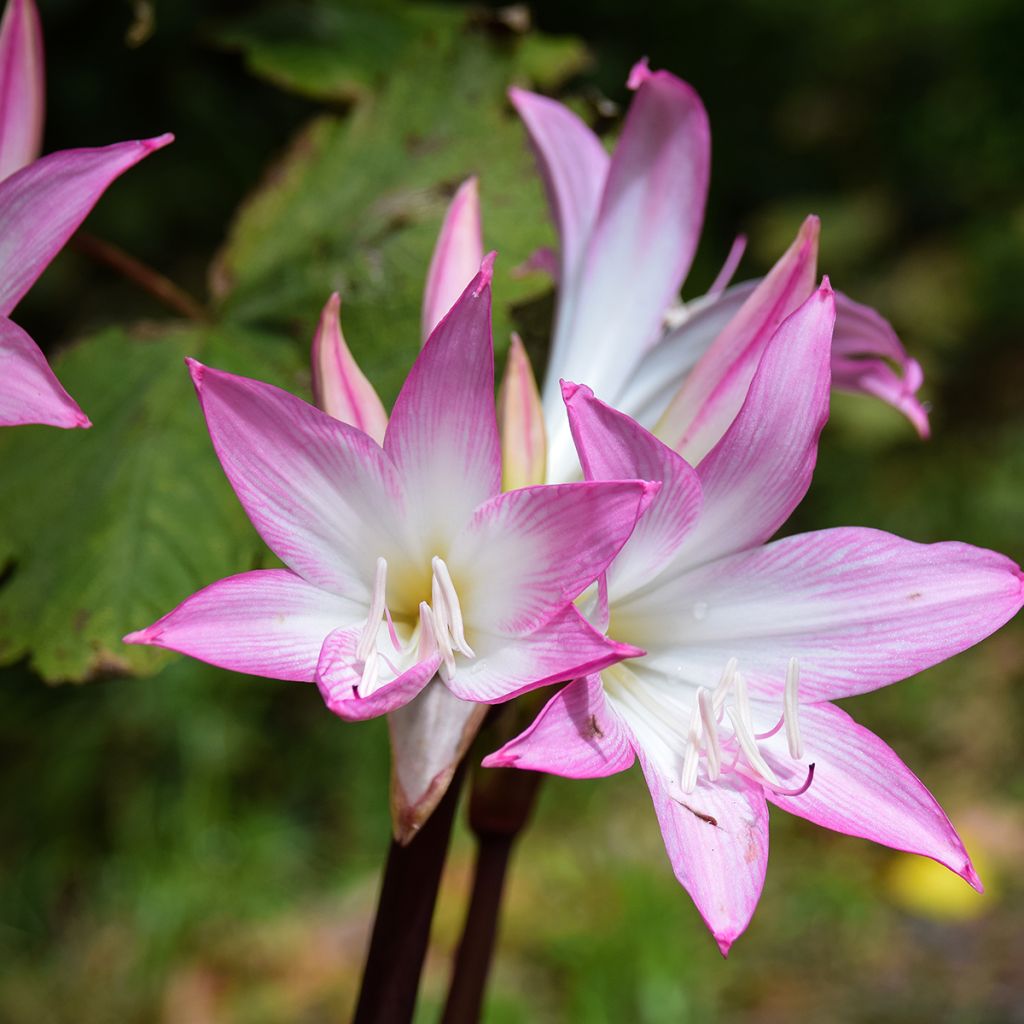 Amaryllis belladonna - Belladonnalelie