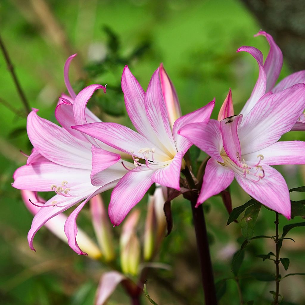 Amaryllis belladonna - Belladonnalelie