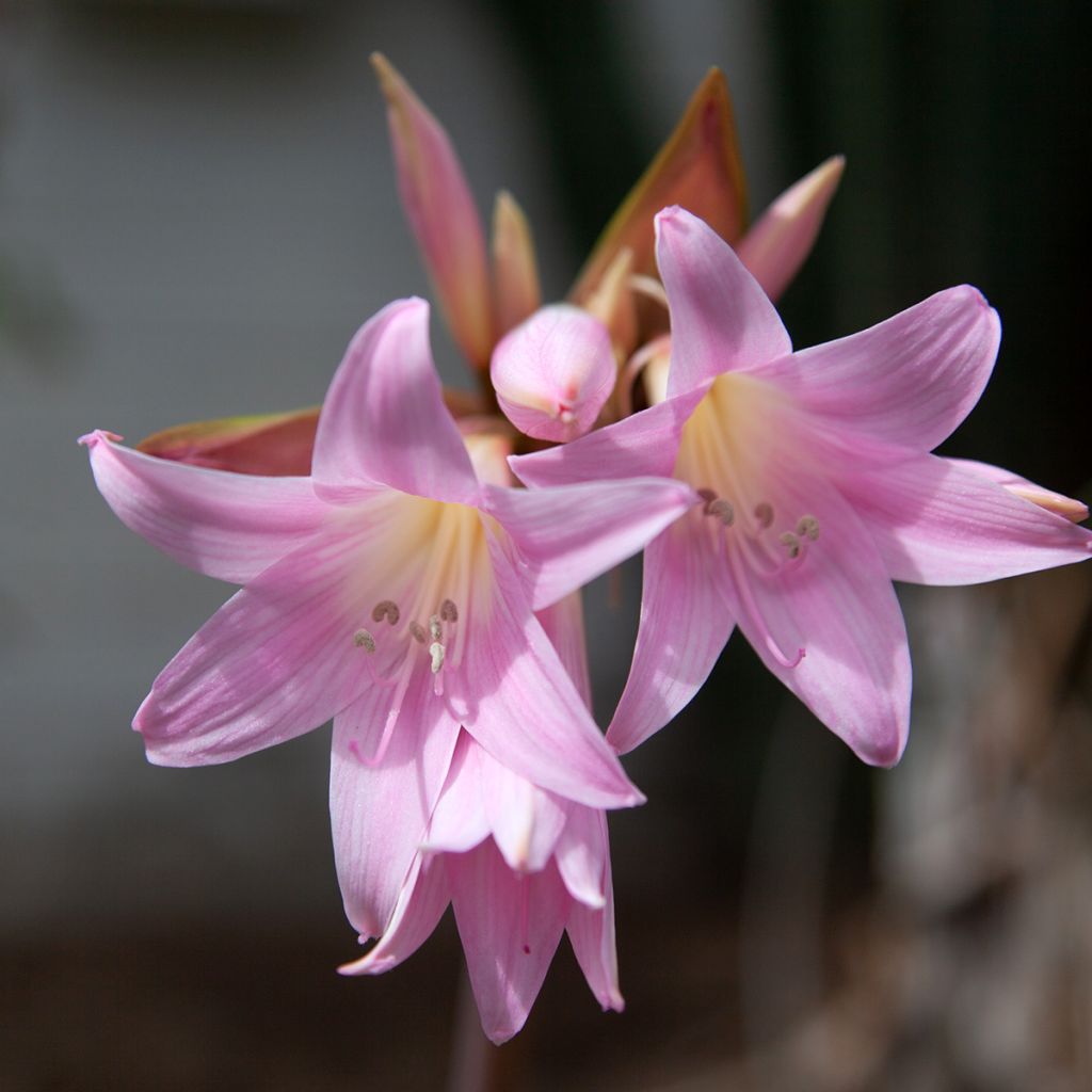 Amaryllis belladonna - Belladonnalelie