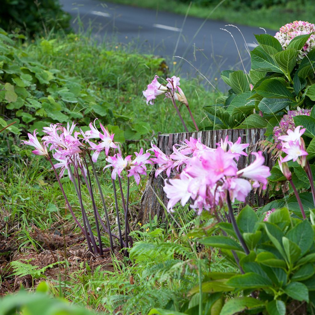 Amaryllis belladonna - Belladonnalelie