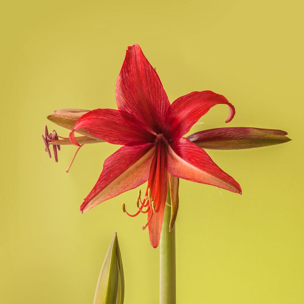 Amaryllis Bogota - Hippeastrum