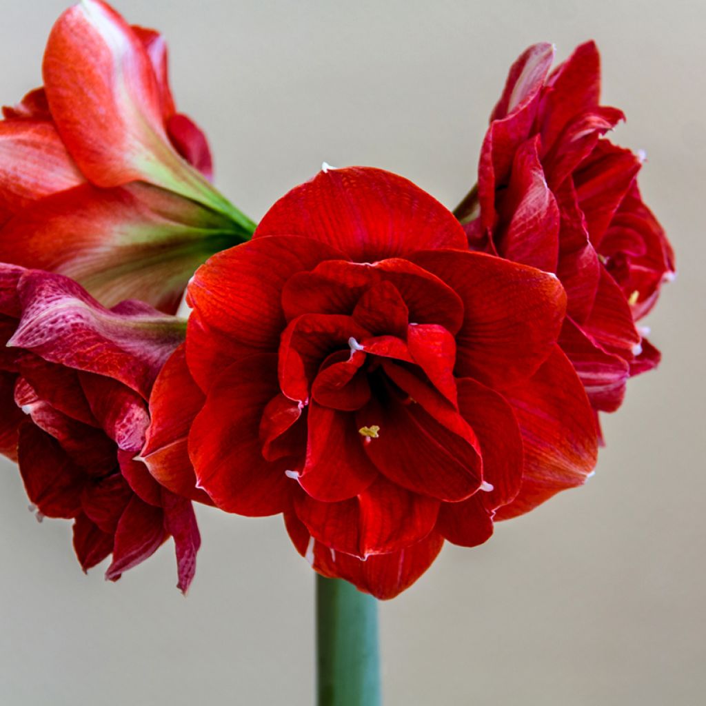 Amaryllis Double Dragon - Hippeastrum