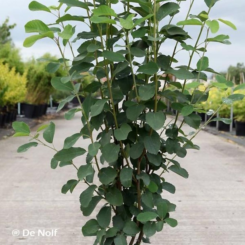 Amelanchier alnifolia Obelisk