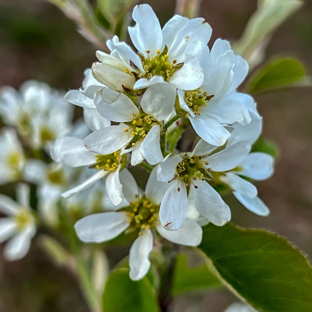 Krentenboompje Saskatoon Berry