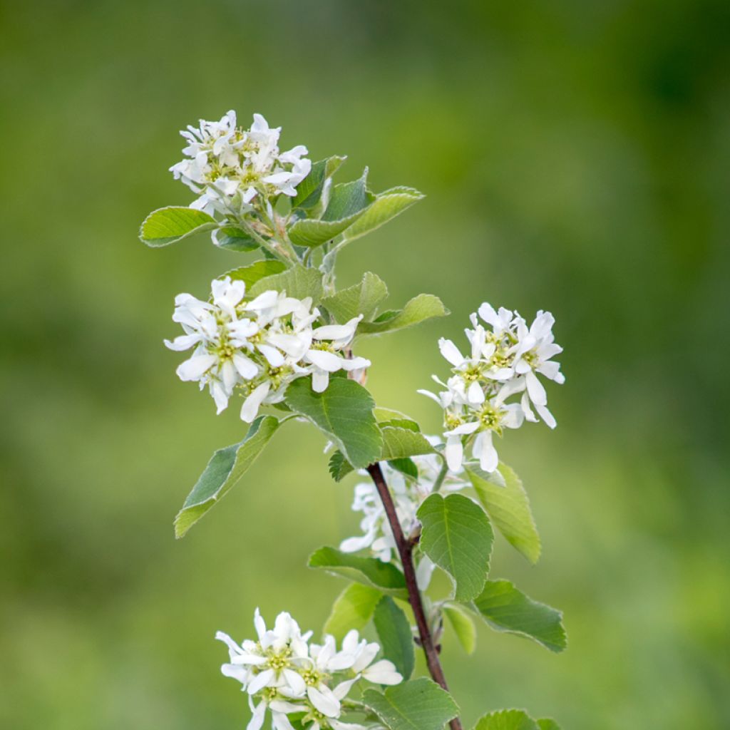 Amelanchier canadensis - Canadees krentenboompje