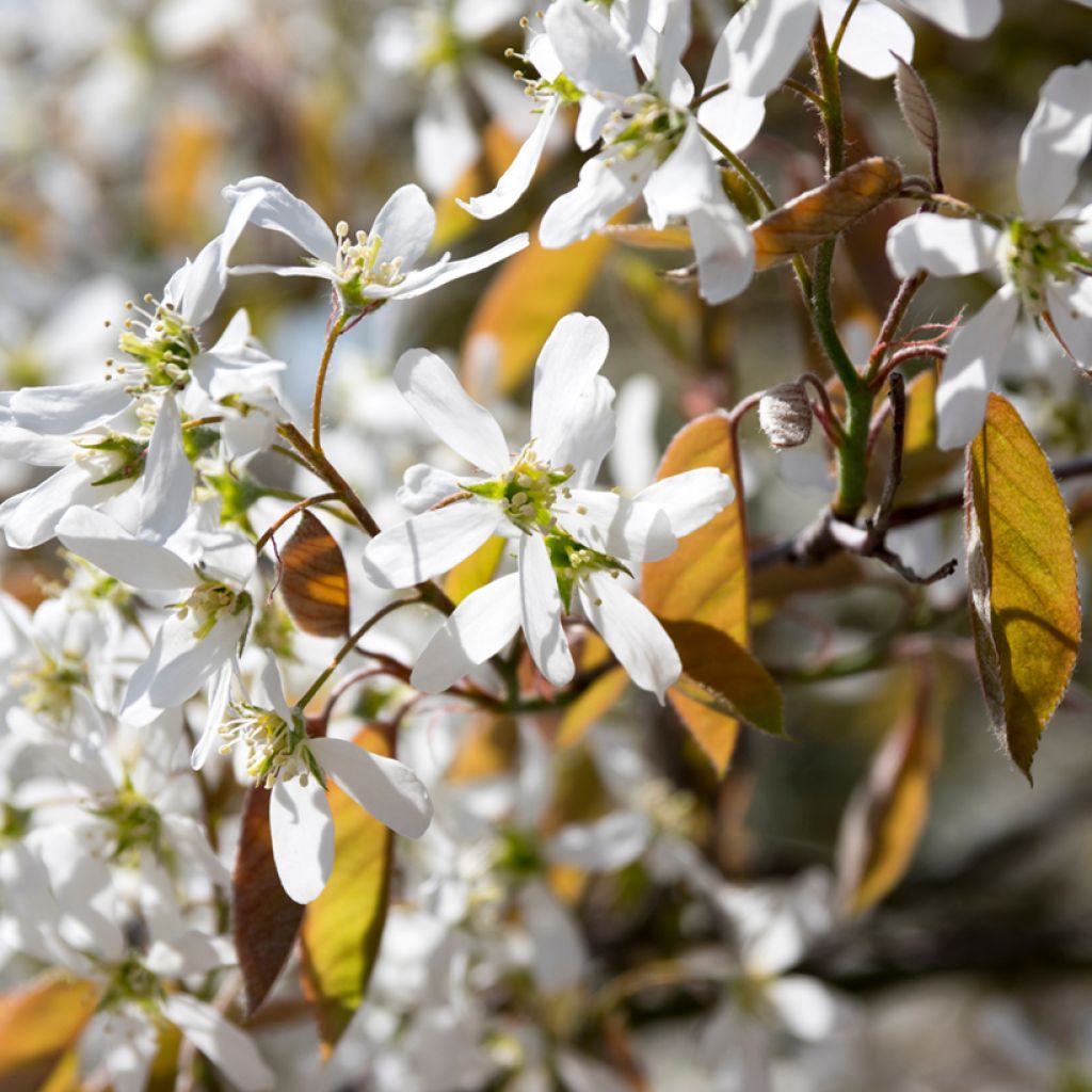 Amelanchier spicata - Krentenboompje