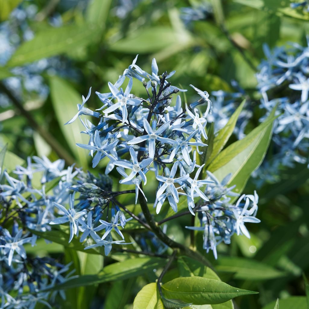 Amsonia ciliata - Blauwe ster