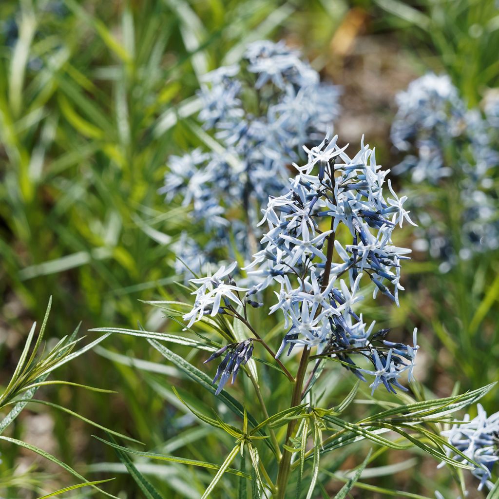 Amsonia hubrichtii - Blauwe ster