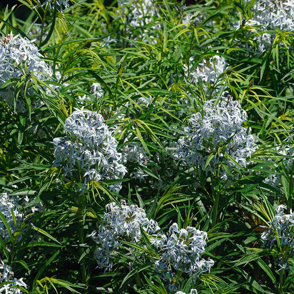 Amsonia hubrichtii - Blauwe ster