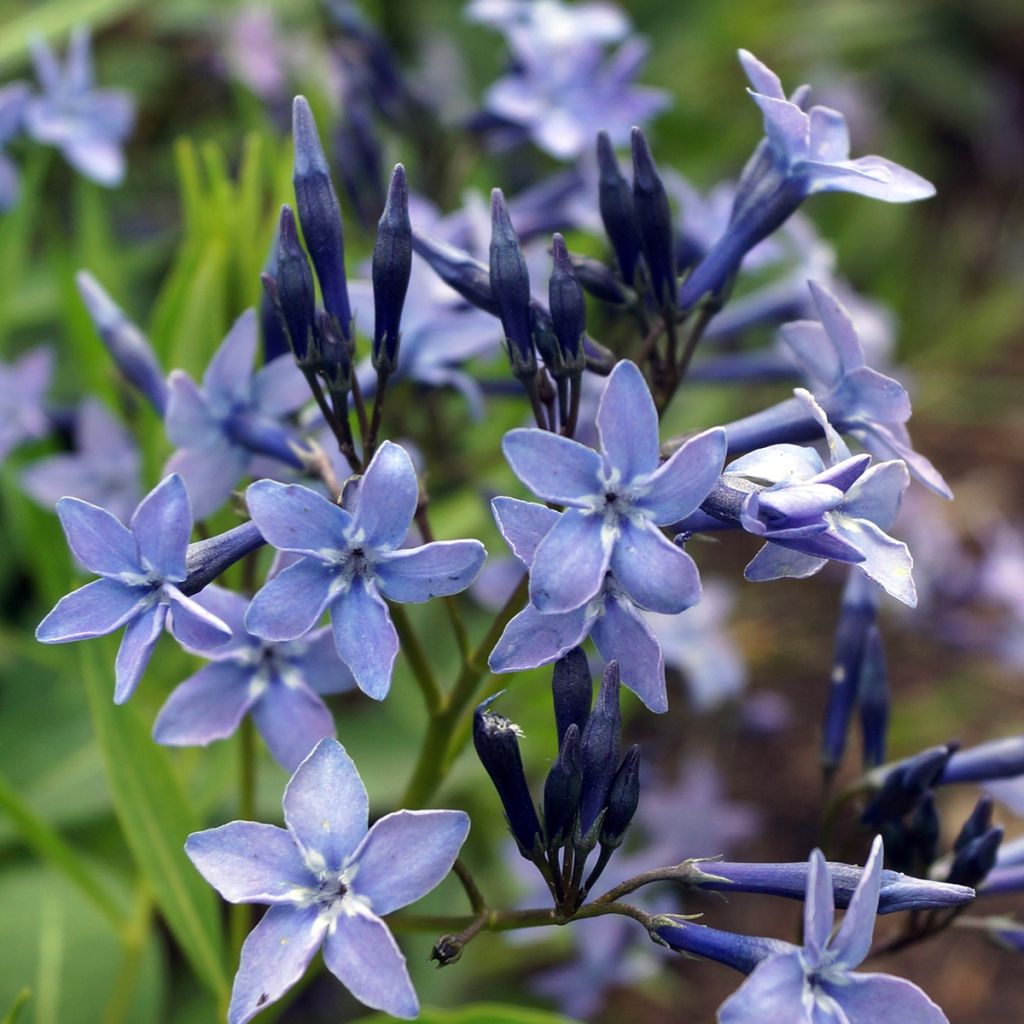 Amsonia Blue Ice - Blauwe ster