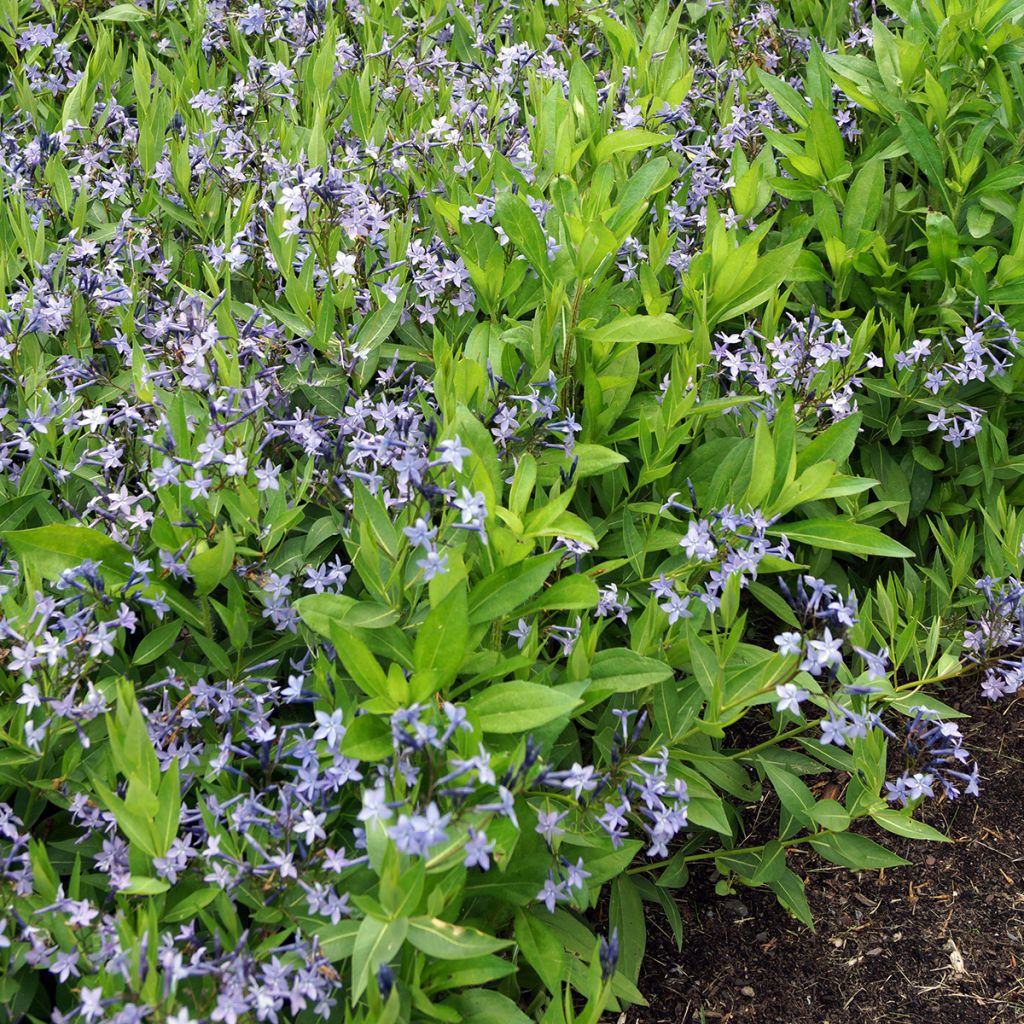 Amsonia Blue Ice - Blauwe ster