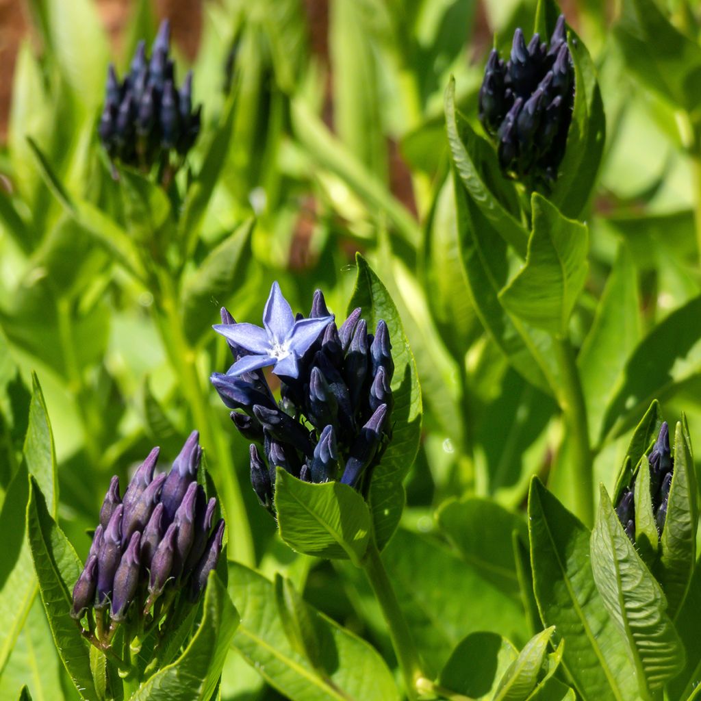 Amsonia Blue Ice - Blauwe ster