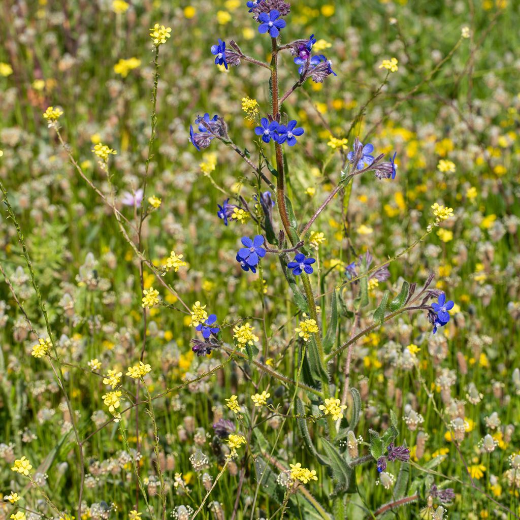 Anchusa azurea Feltham Pride - Italiaanse ossentong