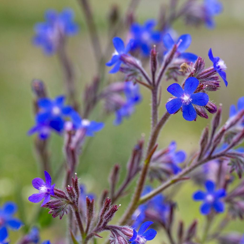 Anchusa azurea Feltham Pride - Italiaanse ossentong