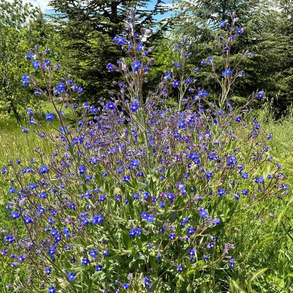 Anchusa azurea Feltham Pride - Italiaanse ossentong