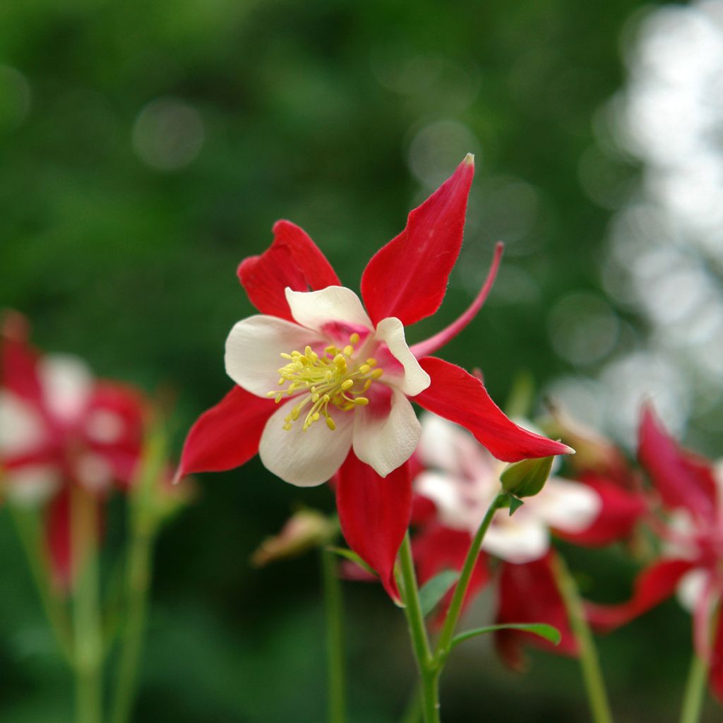 Akelei Songbird Series Cardinal - Aquilegia