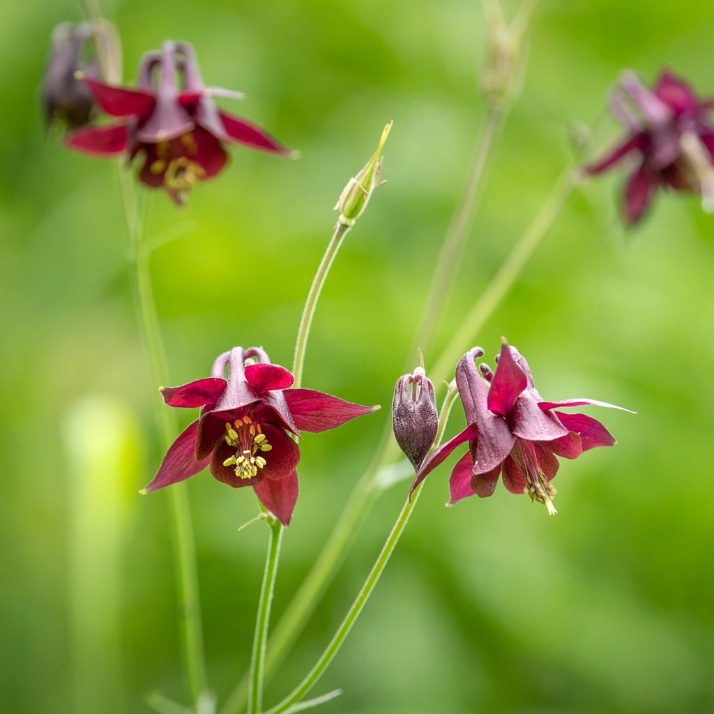 Aquilegia atrata - Donkere akelei
