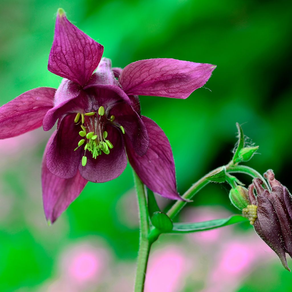 Aquilegia atrata - Donkere akelei