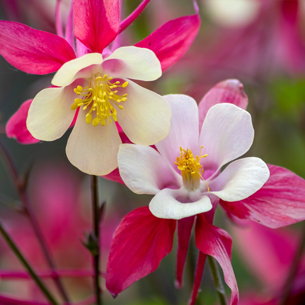 Akelei roze Rose Queen - Aquilegia caerulea