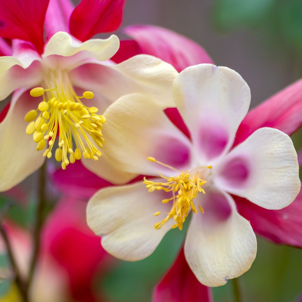 Akelei roze Rose Queen - Aquilegia caerulea