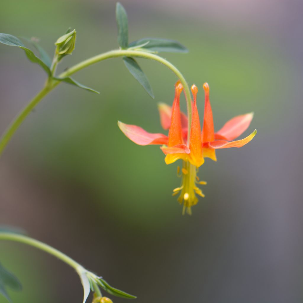 Aquilegia formosa - Akelei