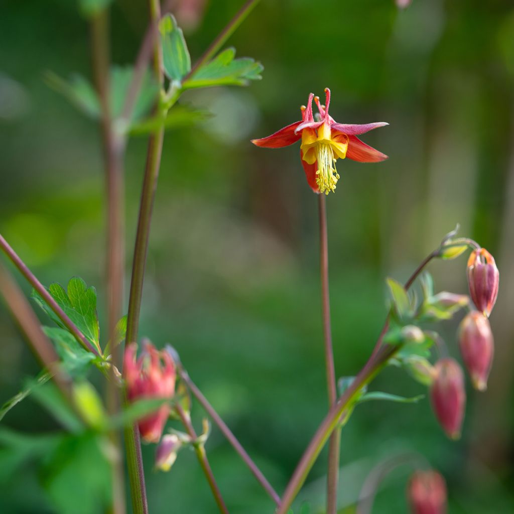 Aquilegia formosa - Akelei