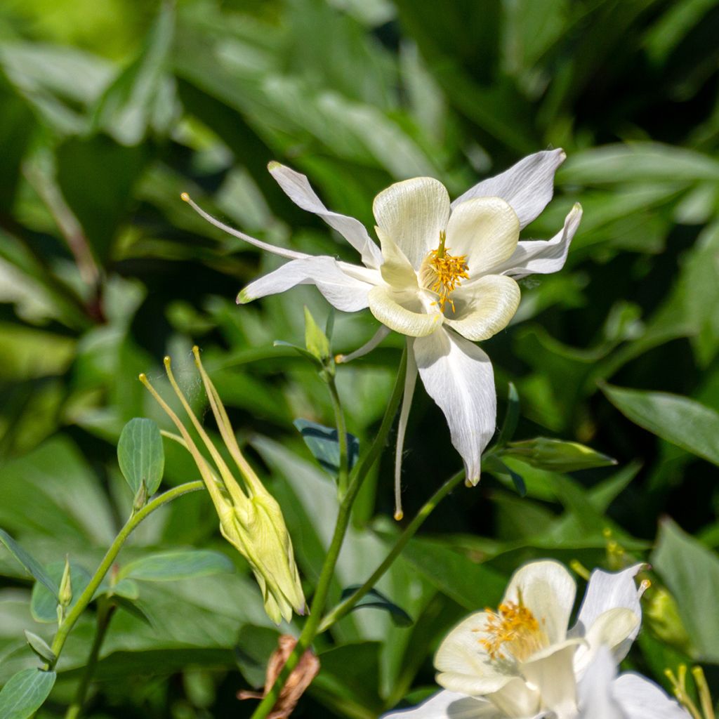 Aquilegia fragrans - Geur-akelei
