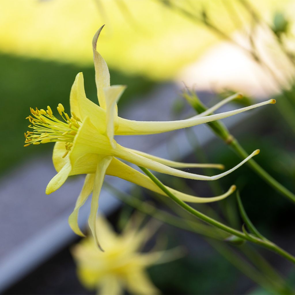 Aquilegia longissima - Gele akelei