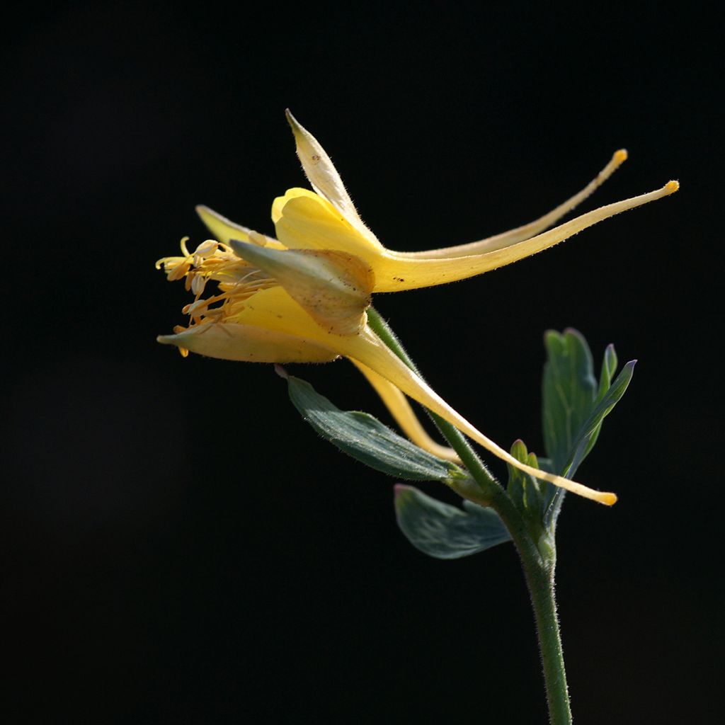 Aquilegia longissima - Gele akelei