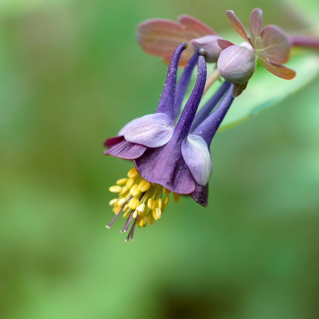 Aquilegia viridiflora - Akelei