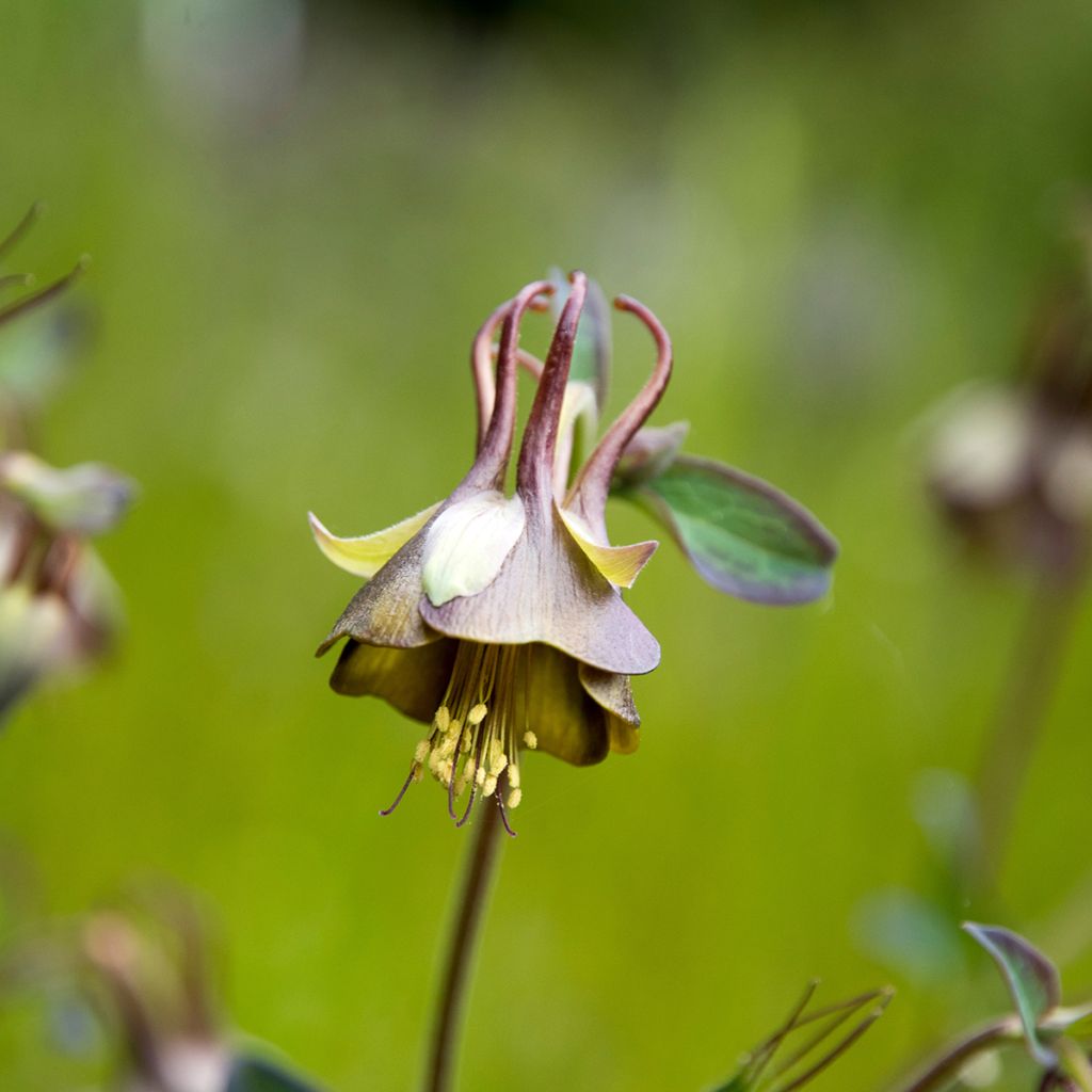 Aquilegia viridiflora - Akelei
