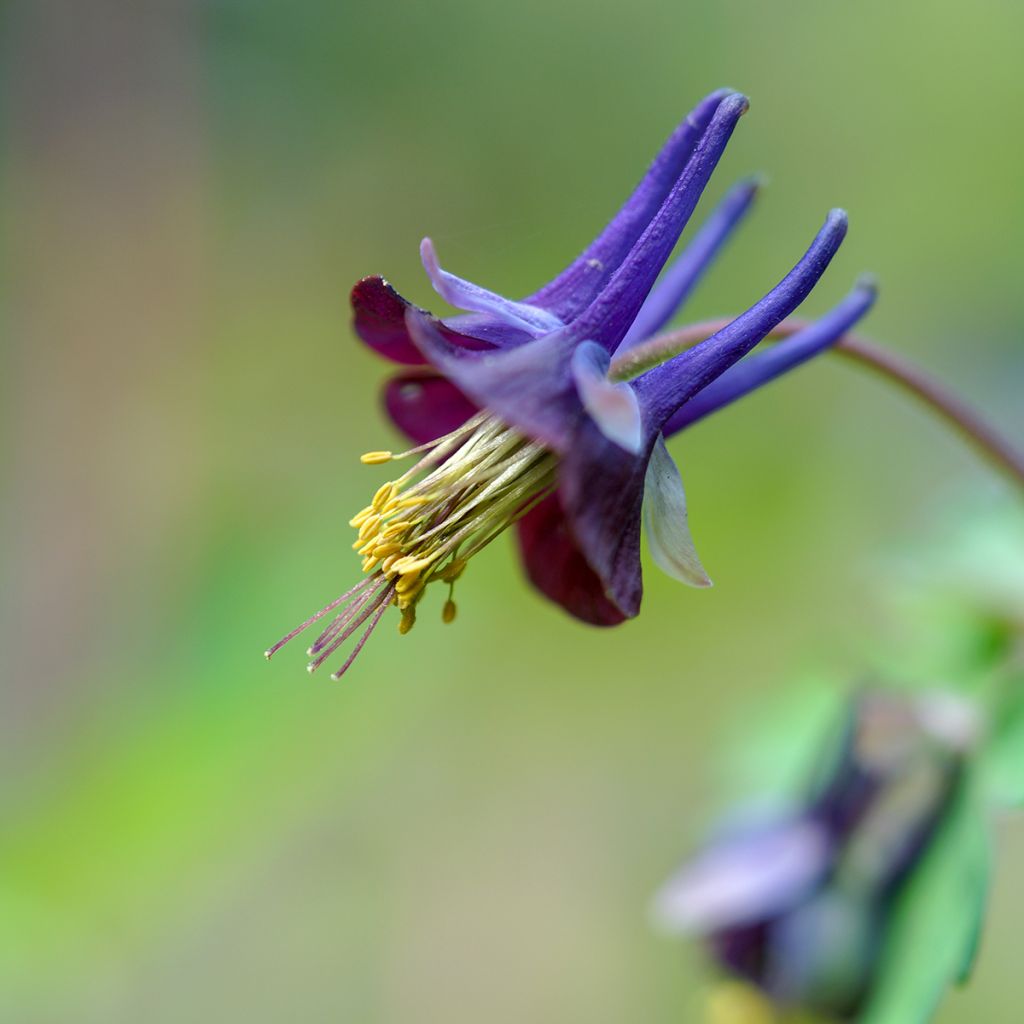 Aquilegia viridiflora - Akelei