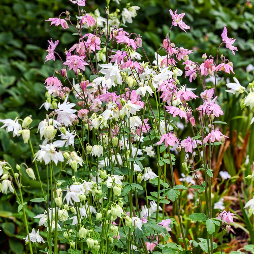 Akelei Munstead White - Aquilegia vulgaris