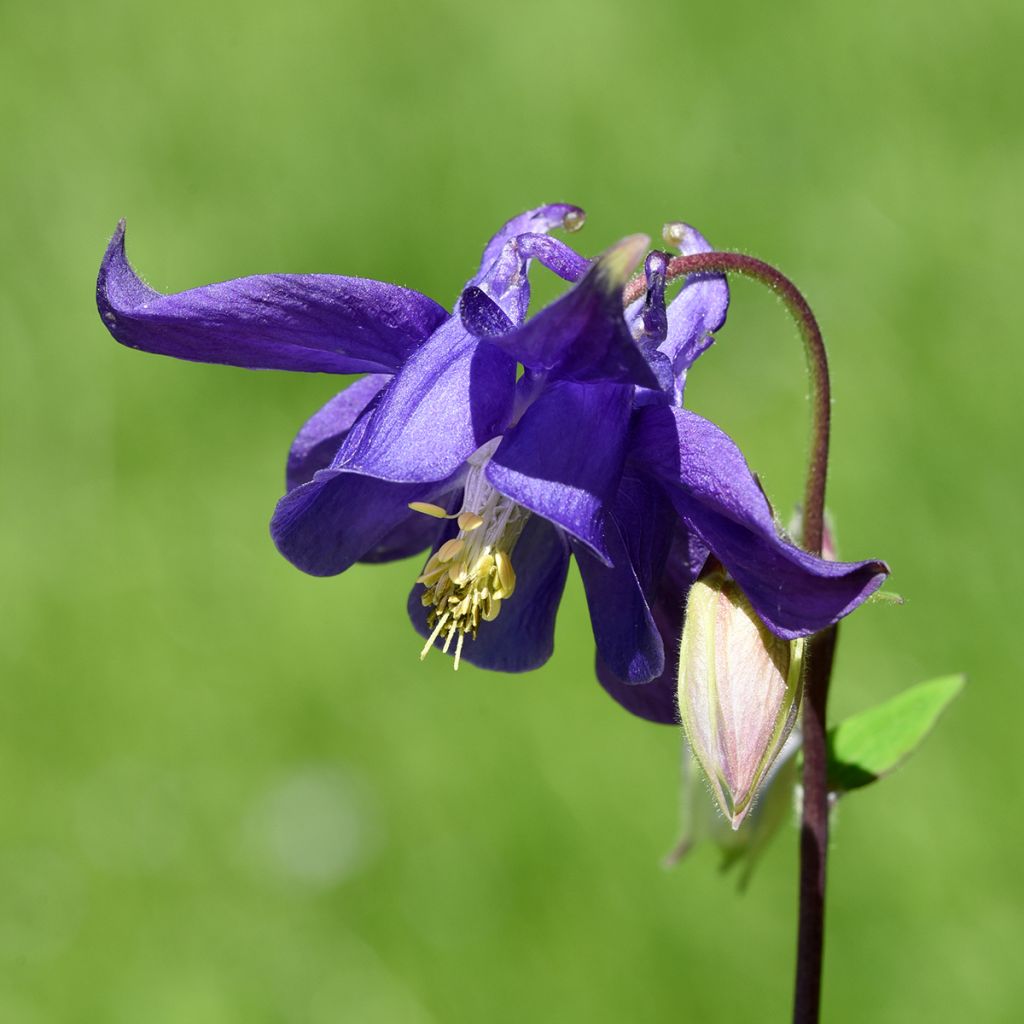 Aquilegia vulgaris - Wilde akelei