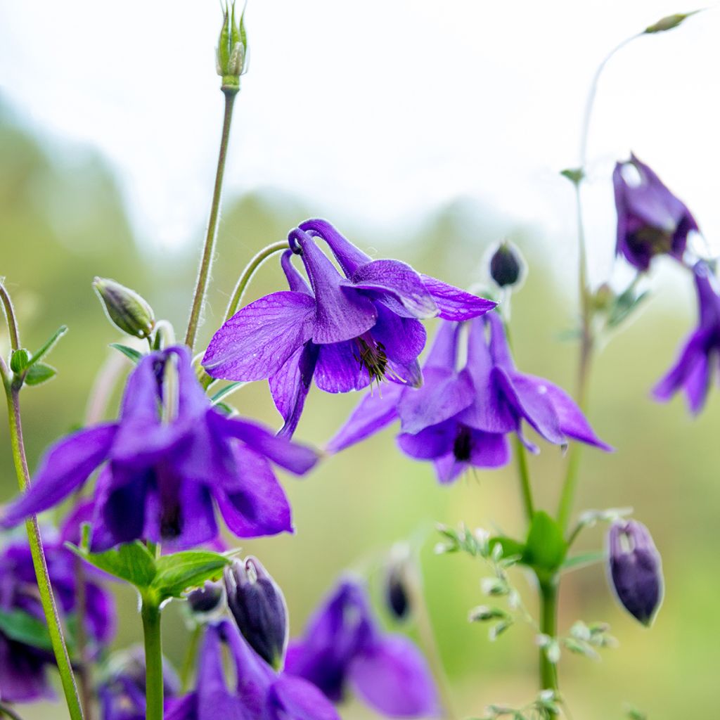 Aquilegia vulgaris - Wilde akelei