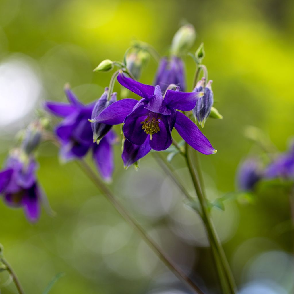 Aquilegia vulgaris - Wilde akelei