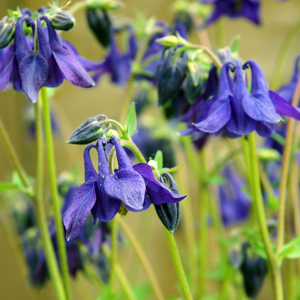 Aquilegia vulgaris - Wilde akelei