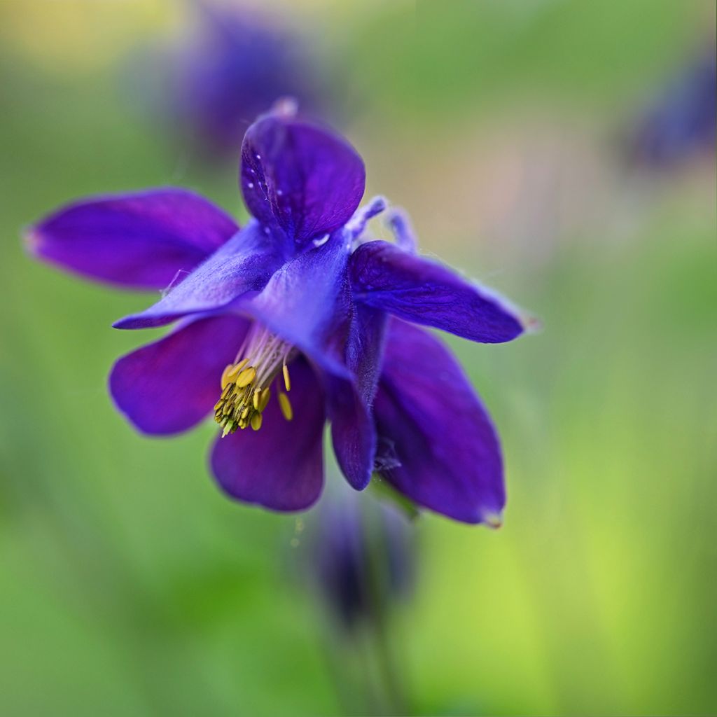 Aquilegia vulgaris - Wilde akelei