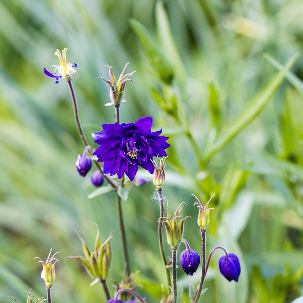 Akelei Blue Barlow - Aquilegia vulgaris