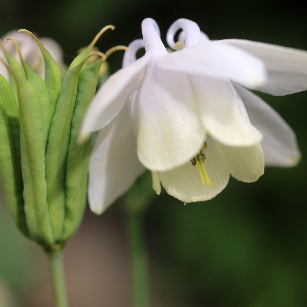 Aquilegia flabellata pumila alba - Dwergakelei wit