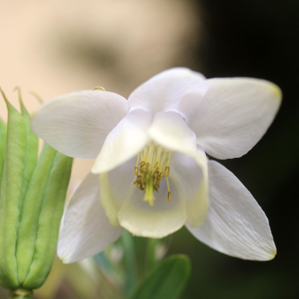 Aquilegia flabellata pumila alba - Dwergakelei wit